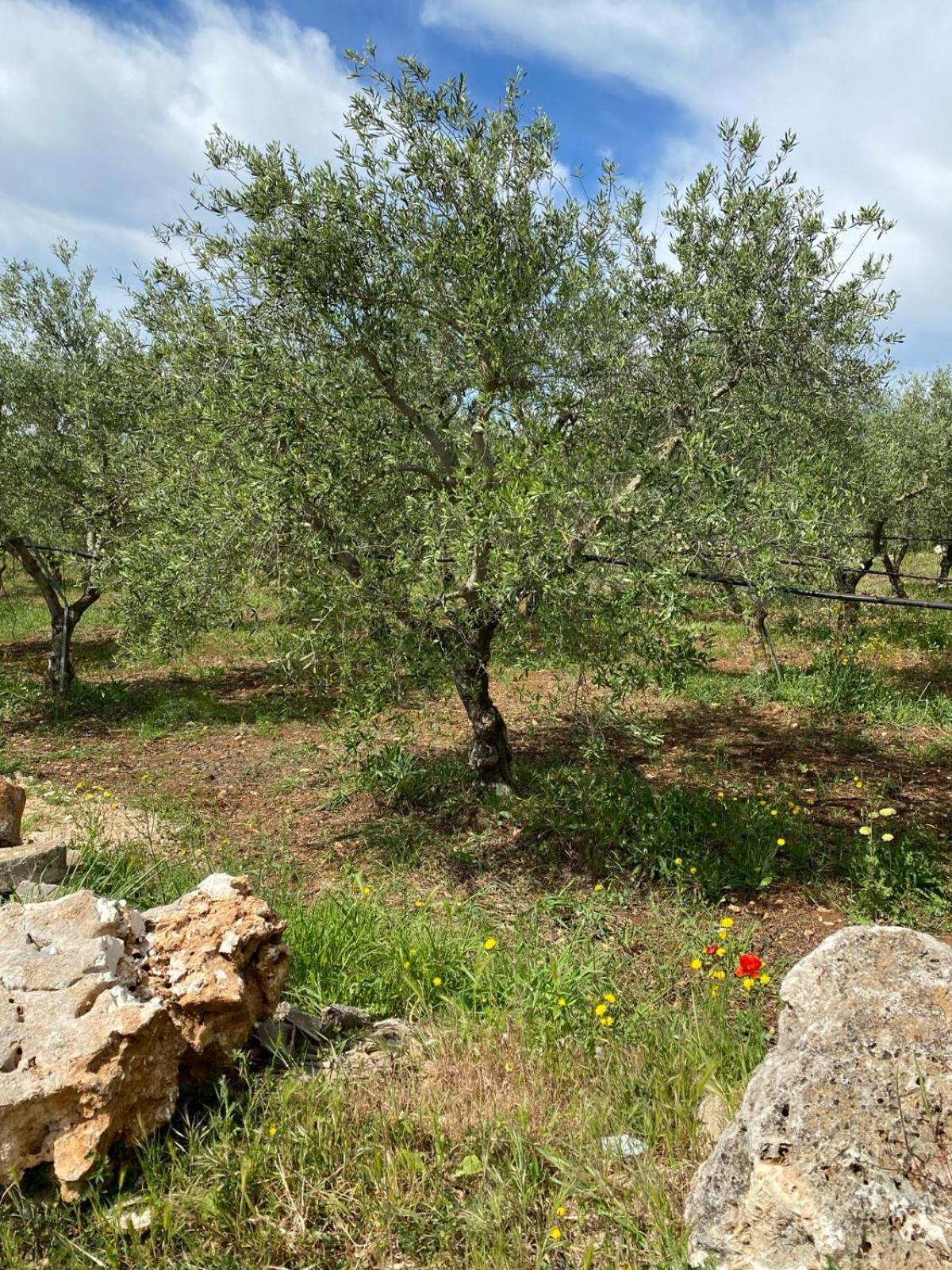 Villa Trellame - Casa Vacanze Tra Gli Ulivi Акуавива-делле-Фонти Экстерьер фото